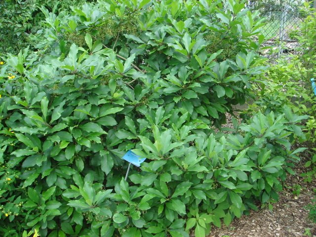 Chionanthus virginicus feuille P2C